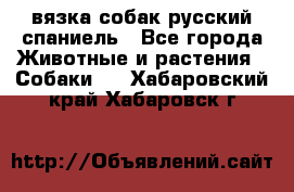 вязка собак русский спаниель - Все города Животные и растения » Собаки   . Хабаровский край,Хабаровск г.